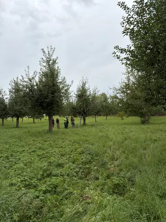 Foto treephoto-lvpqtp6at5ygsvxecvenovta.jpeg