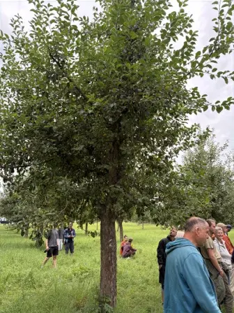 Foto treephoto-u53o9x2g0r7cbdecr5clnu1u.jpeg
