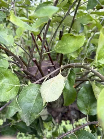 Foto treephoto-z98f011vdk520h0qpdk275pq.jpeg