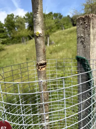 Foto treephoto-e4y9oqa596vdl2nhvpp3d7k8.jpeg