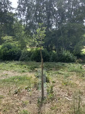 Foto treephoto-bt2brmcaq1udn1xhx6o9n1ir.jpeg
