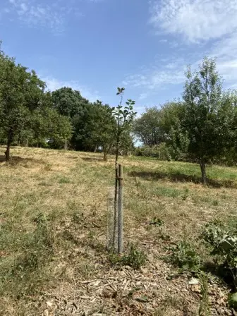 Foto treephoto-g5px7plxwai3mb4duz6lnsyz.jpeg