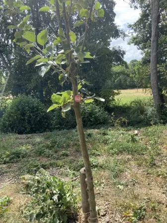 Foto treephoto-g9dz3wdcaby7pom2hx4i765a.jpeg