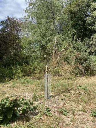 Foto treephoto-kvlww245j6v1mfgr23hmnq5g.jpeg