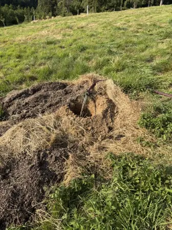 Foto treephoto-pmzw1fdbvwkwarjc4uydegew.jpeg