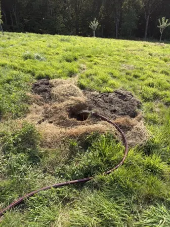 Foto treephoto-zjdwwrw76qyec2oknqsufm2o.jpeg