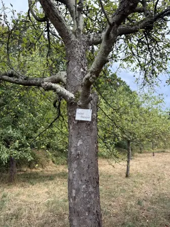 Foto treephoto-a4c52r5rxt8u6bmxz3a6ujg7.jpeg