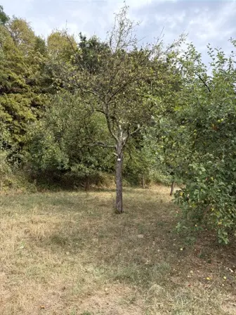 Foto treephoto-da2flve4mr4ewwvsslaosl50.jpeg