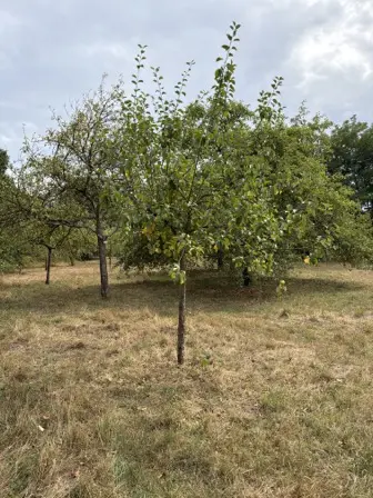 Foto treephoto-dfrhutnnedul4uon9zkrgca2.jpeg