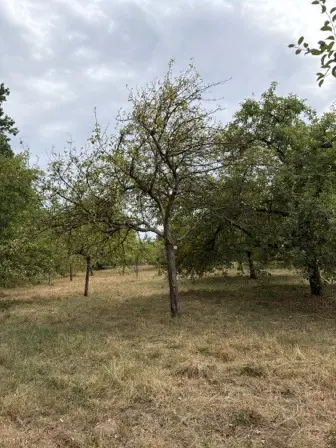 Foto treephoto-n1yuy17k97czo2d455yzqrw6.jpeg