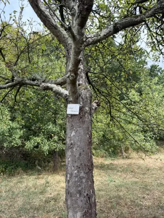 Foto treephoto-s0kh6f7tt92azn7udcmla5zu.jpeg