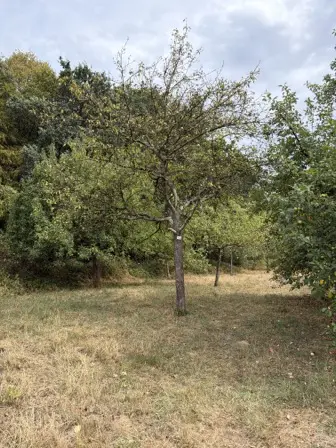 Foto treephoto-s0lyjci0mkdmlvlb9aaqssu3.jpeg