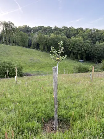 Foto treephoto-d2pisddvgkiky39sm5fpb9td.jpeg