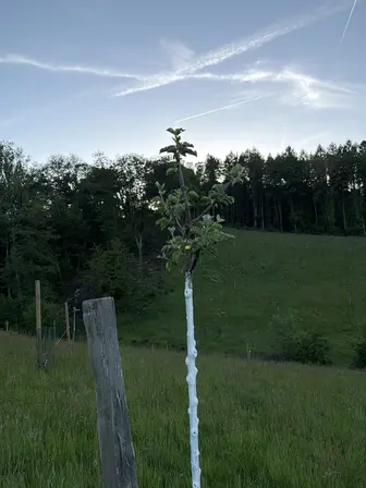 Foto treephoto-g6syt1c2ztbyrb7tkt5ij65o.jpeg