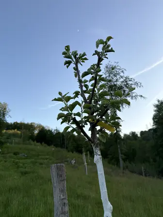 Foto treephoto-l33e0aqpmo7dvm1tmmjot1f7.jpeg