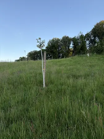 Foto treephoto-m61ekkvpgvvun0zit1f1zrqg.jpeg