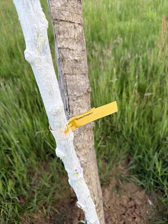 Foto treephoto-n1hol7idy9whrwnc5mrovp1c.jpeg