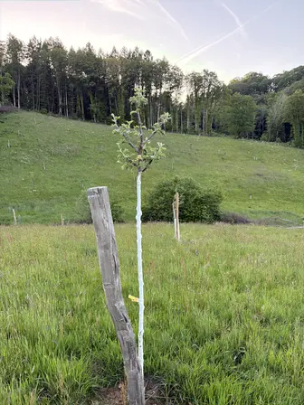 Foto treephoto-vc3o54dbpiggsqiy6d9yejyp.jpeg