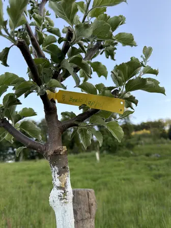 Foto treephoto-xt6olzyno3hnqdmfwzg98lhu.jpeg
