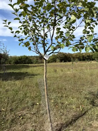 Foto treephoto-cmxqhwep3gv9y9f00i7em6p3.jpeg