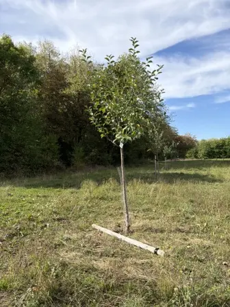 Foto treephoto-d8skwzxq8nndsxxx7phkfi24.jpeg