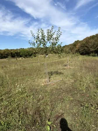 Foto treephoto-id1kcdiosl2b6tshi4v9ojui.jpeg