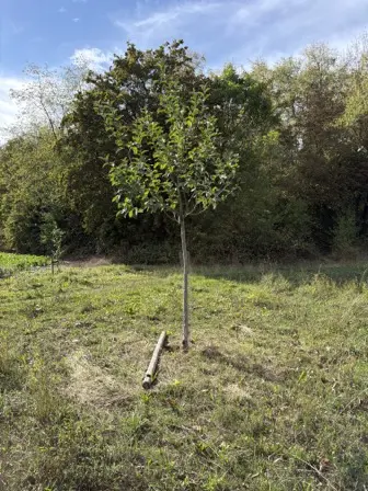 Foto treephoto-ll6azl0akffd18aogstgl2v2.jpeg