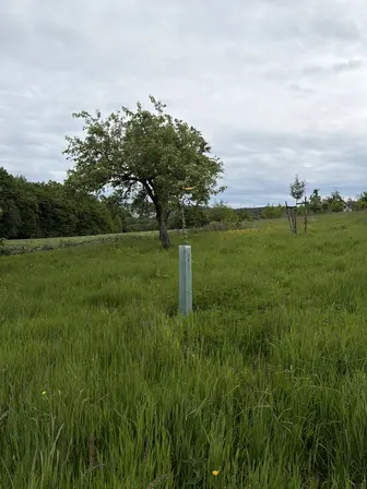 Foto treephoto-aja3vydnx0wcdgkgxs76mk0t.jpeg