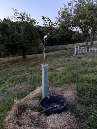 Foto treephoto-bh2a0c2tkaulp1y0auw41bny.jpeg