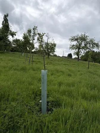 Foto treephoto-d1c7zwap0qzcxncapal2jjqy.jpeg