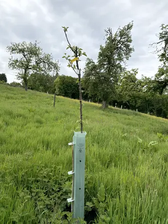 Foto treephoto-jcdy7gt3v1fpucxwngwes2ny.jpeg