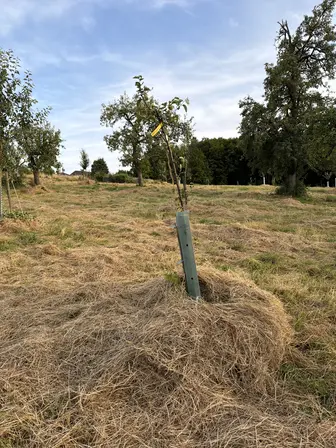 Foto treephoto-q1e5y3z7ffbb1vatzt979uzq.jpeg