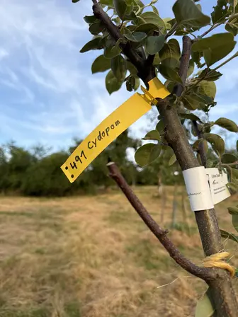 Foto treephoto-vxbrkwqp655byhcuapnr9ops.jpeg