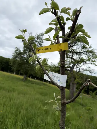 Foto treephoto-yf5zu4xstaa8j1arw4tz4djj.jpeg