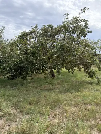 Foto treephoto-fv6srzz4ln9vw8ooll2jgb6c.jpeg