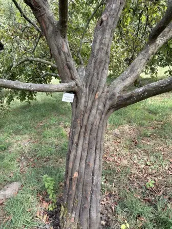Foto treephoto-y4e6dgx4knf7xppqc5i7odgx.jpeg