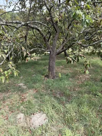 Foto treephoto-zzldxcxkvyyf2gmoqabwpy5m.jpeg