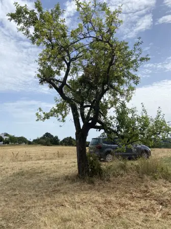 Foto treephoto-hgz9juov8yyb5ihhqenel3jx.jpeg