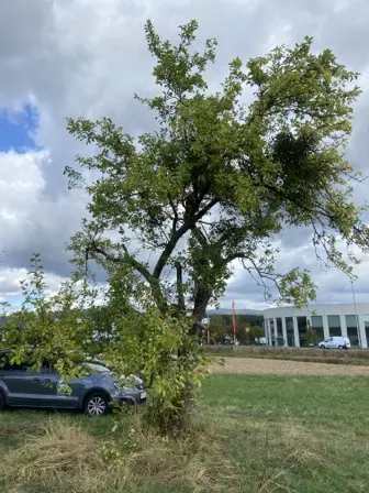 Foto treephoto-vpmwnsmuwjrnetg1d68t2ioz.jpeg