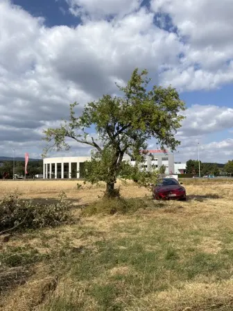 Foto treephoto-yycntgje78ue9owr9hqfw5e9.jpeg