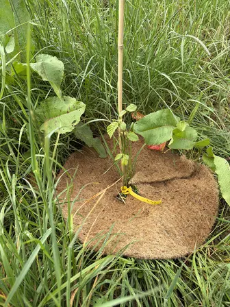 Foto treephoto-dvfcyoawwnp9pzwu5g8rkuc1.jpeg