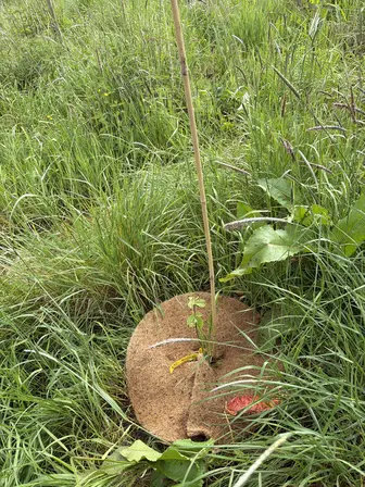 Foto treephoto-owiov3vjz5nwty85t8xhlt48.jpeg