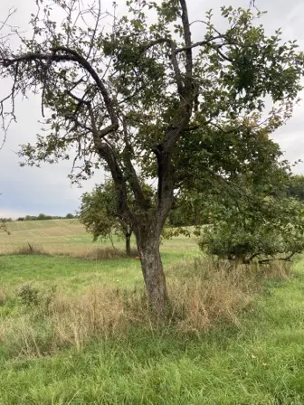 Foto treephoto-bp0t42sg6yudr57q7idzbc3e.jpeg