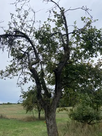Foto treephoto-dh4t8hrymv1sgaff44n4vxt4.jpeg