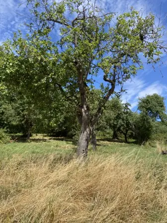 Foto treephoto-dqr6moxylv11ut1bocookqiu.jpeg