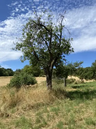 Foto treephoto-gcnh8xgdnw5yrnxz1wf2pp9u.jpeg