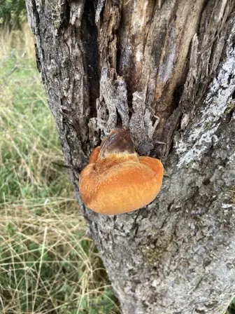 Foto treephoto-h1inljm4fm4a3c14paizjfwp.jpeg