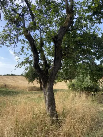 Foto treephoto-mhcjjqo0tjfzxmzld3qrulds.jpeg