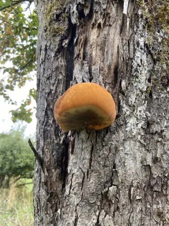 Foto treephoto-q6227yxkm0ljx7nmxjeu7dfs.jpeg