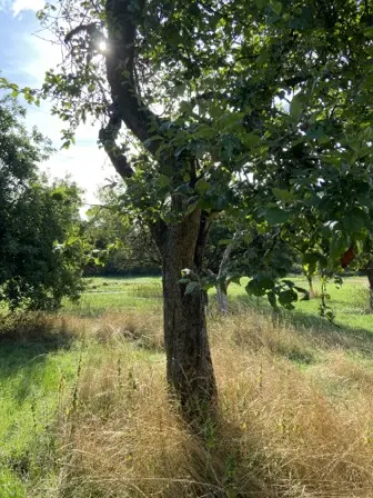 Foto treephoto-tt3hu813wurkwbce2sh4pax7.jpeg